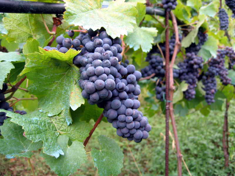 Chambourcin grapes