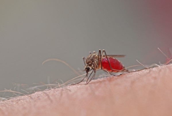 Mosquito