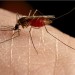 Mosquito